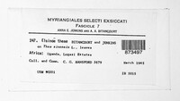 Elsinoe theae image